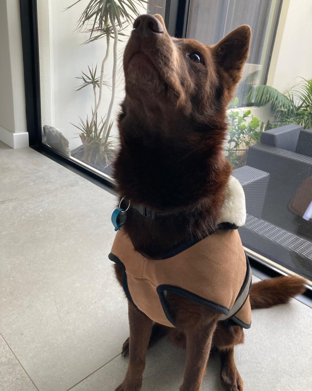 Sheepskin Dog Coat