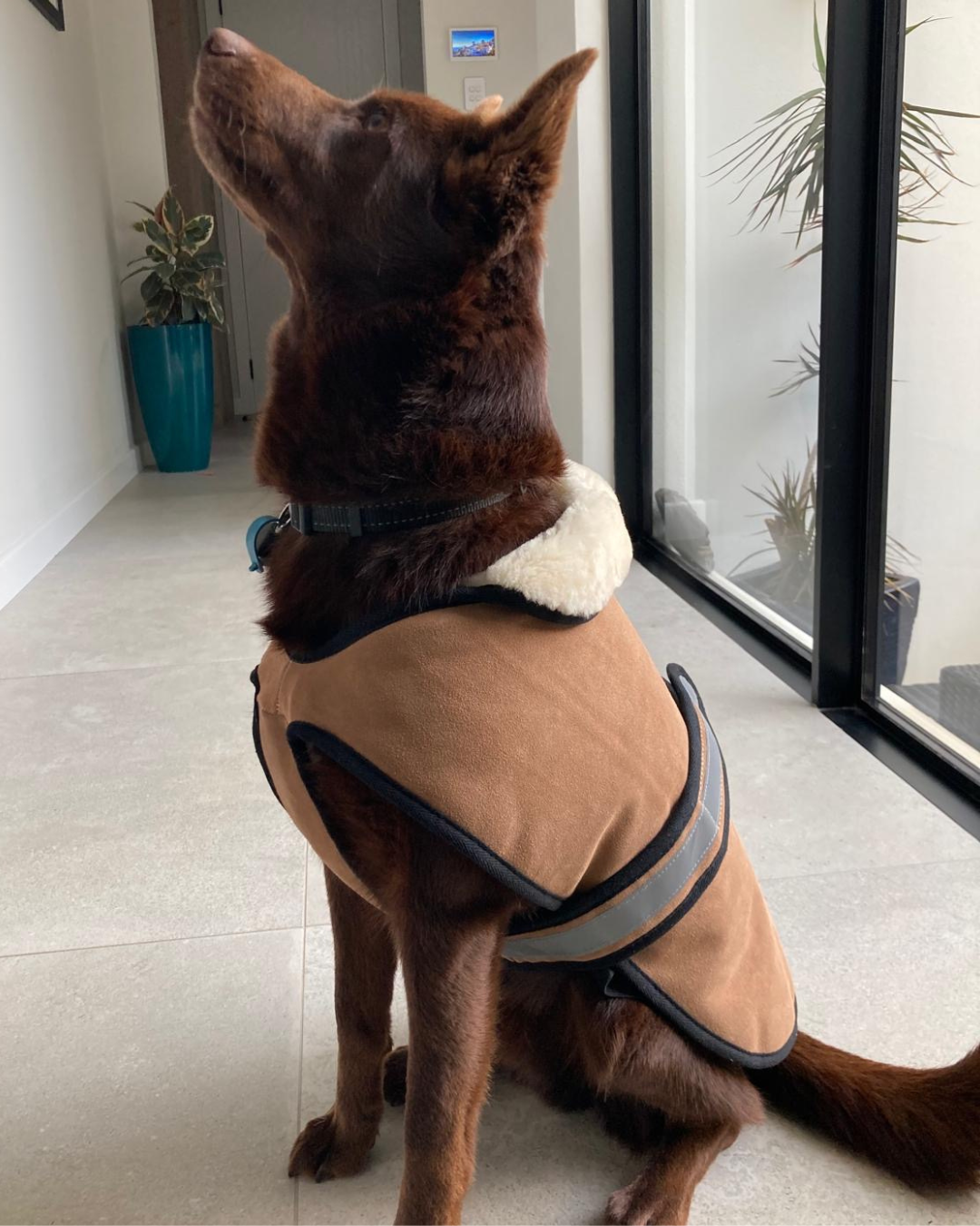 Sheepskin Dog Coat